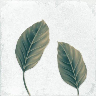 Arnia Leaf Blanco_R2